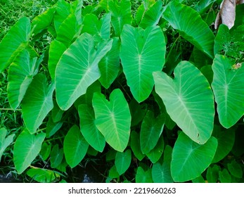 9,841 Taro Plant Pattern Images, Stock Photos & Vectors | Shutterstock