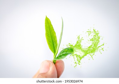 お茶の葉 イラスト の写真素材 画像 写真 Shutterstock