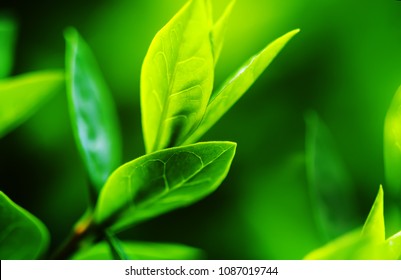 Green tea bud and fresh leaves. Tea plantations. Small depth of 