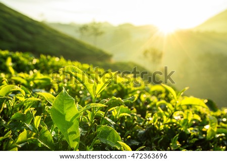 Green tea bud and fresh leaves. Tea plantations in Munnar, Kerala, India