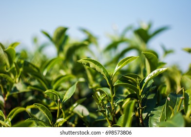 Green tea bud and leaves. Tea plantations