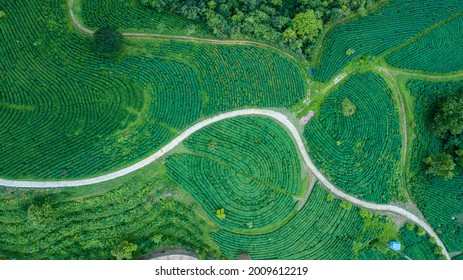 Green Tea Fields In Cao Bang, Vietnam.
It Is So Beautiful And Amazing To Be Seen From Above.