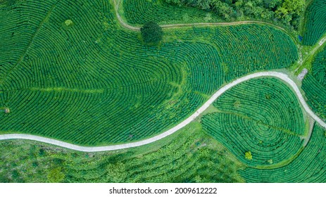 Green Tea Fields In Cao Bang, Vietnam.
It Is So Beautiful And Amazing To Be Seen From Above.