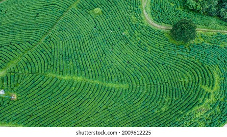 Green Tea Fields In Cao Bang, Vietnam.
It Is So Beautiful And Amazing To Be Seen From Above.