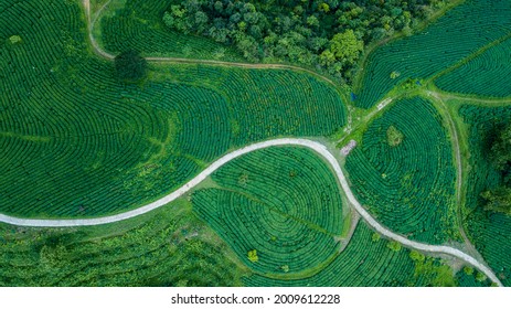 Green Tea Fields In Cao Bang, Vietnam.
It Is So Beautiful And Amazing To Be Seen From Above.