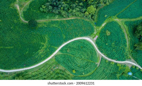 Green Tea Fields In Cao Bang, Vietnam.
It Is So Beautiful And Amazing To Be Seen From Above.