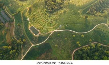 Green Tea Fields In Cao Bang, Vietnam.
It Is So Beautiful And Amazing To Be Seen From Above.