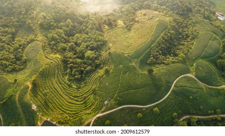 Green Tea Fields In Cao Bang, Vietnam.
It Is So Beautiful And Amazing To Be Seen From Above.