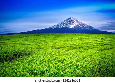 Green Tea Fields And Fuji Mountain In Japan.