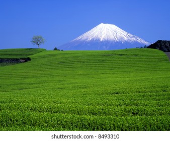 Green Tea Fields And Mount Fuji