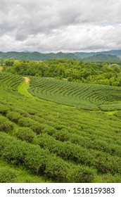 green tea fields in spring