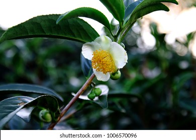 Green Tea Flower Or Camellia Sinensis