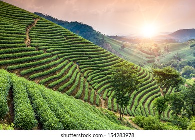 Green Tea Garden On The Hill,china