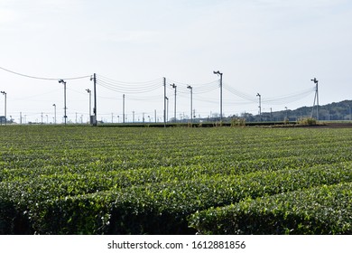 Green Tea Garden With Overhead Fan To Protect From Frost, Japan