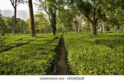 Green Tea Garden In Palampur