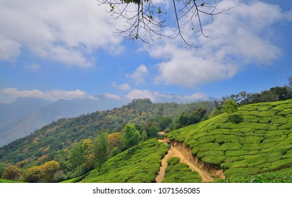 Green Tea Gardens In Munnar Top Station.