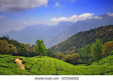 Green Tea Gardens In Munnar Top Station.