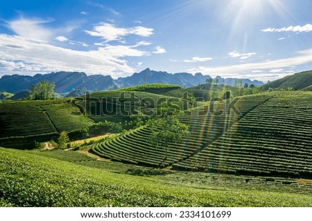 Green tea hills in Hung Son commune, Anh Son district, Nghe An province, Vietnam, one of the largest tea growing areas in mountainous Nghe An, Vietnam. Imagine de stoc © 