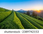 Green tea hills in Shizuoka and Mount Fuji on the horizon.