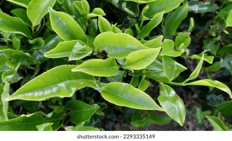 green tea leaf before pick