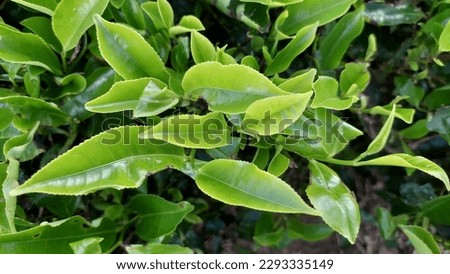 green tea leaf before pick