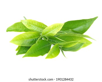 Green tea leaf of fresh leaf, Green tea leaf from the farm isolated on white background