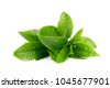 green tea leaves isolated