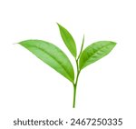 Green tea leaf isolated on white background