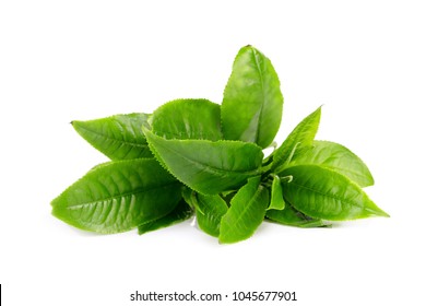Green tea leaf isolated on white background - Shutterstock ID 1045677901