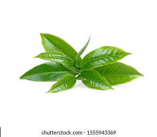 Green Tea Leaf Isolated On White Background