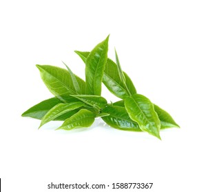 Green Tea Leaf Isolated On White Background