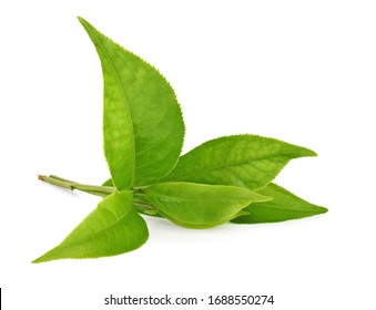 green tea leaf isolated on white - Shutterstock ID 1688550274