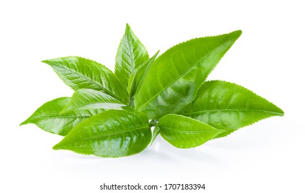 Green Tea Leaf Isolated On White Background