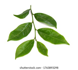 Grünes Teeblatt einzeln auf weißem Hintergrund
