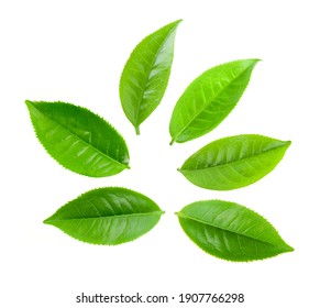 Green tea leaf isolated on white background - Shutterstock ID 1907766298