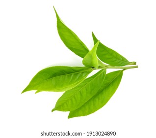 Green Tea Leaf Isolated On White