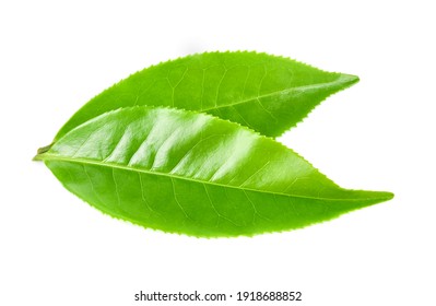 Green Tea Leaf Isolated On White