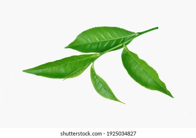 Green Tea Leaf Isolated On White