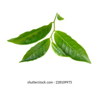 green tea leaf isolated on white background - Shutterstock ID 228109975