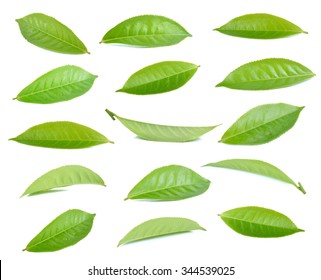 Green Tea Leaf Isolated On White Background