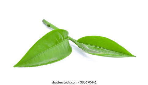 Green Tea Leaf Isolated On White Background