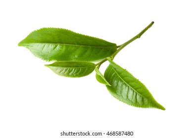 Green tea leaf isolated on white background - Shutterstock ID 468587480