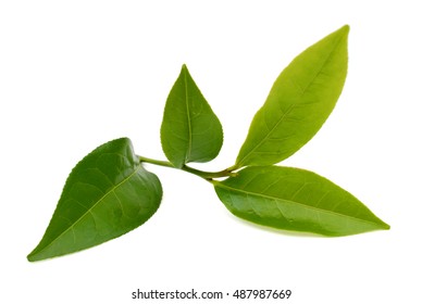 Green Tea Leaf Isolated On White Background