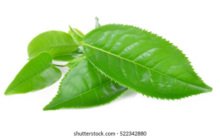 Green Tea Leaf Isolated On White Background