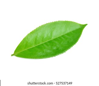 Green Tea Leaf Isolated On White