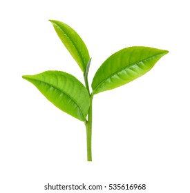 Green Tea Leaf Isolated On White