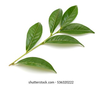 Green Tea Leaf Isolated On White Background