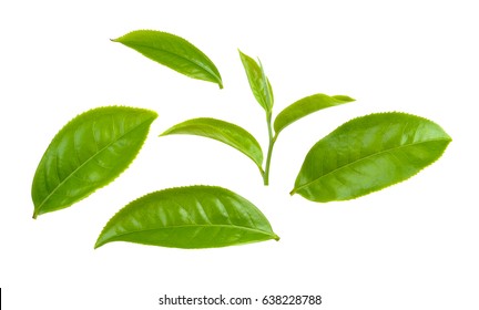 Green tea leaf isolated on white background - Shutterstock ID 638228788