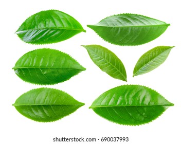 Green tea leaf isolated on white background - Shutterstock ID 690037993