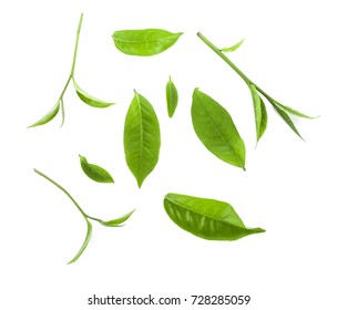 Green Tea Leaf Isolated On White